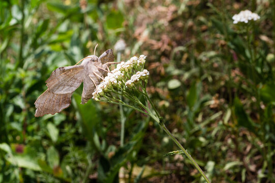 Papillon Sphinx du peuplier pos&eacute; sur les capitules d'une Achill&eacute;e millefeuille.