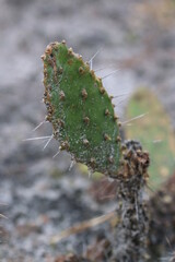 Cactus