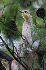 Whistling  Heron ,Syrigma sibilatrix , .Iberà Marshes, Corrientes Province, Argentina
