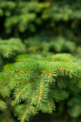 Background of Christmas tree branches.