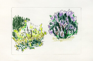 hand-drawn blossoming bushes by black pen and color pencils on old textured paper