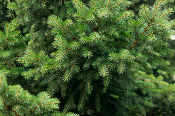 Background of Christmas tree branches.