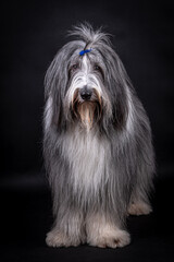 portrait of the Bearded Collie Dog