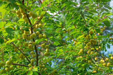 Unripe green apricot on a tree against a background of tender green leaves with a blurred background.