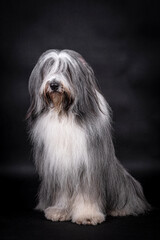 portrait of the Bearded Collie Dog