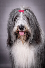 portrait of the Bearded Collie Dog