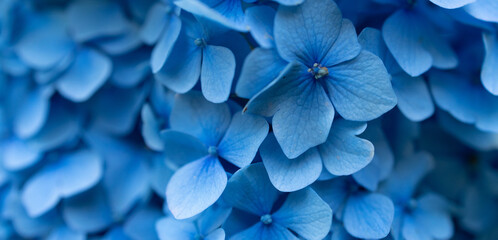 Spring or summer floral composition made of fresh blue hydrangea flowers on light pastel background. High quality photo