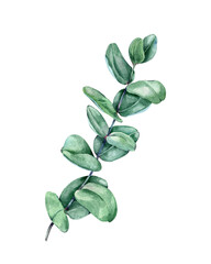 Green branch eucalyptus. Watercolor isolated illustration on white background for your decor or print.