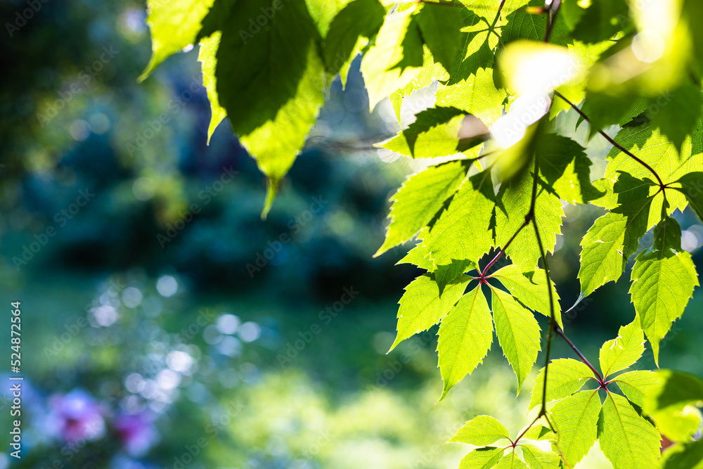 Wall mural green leaves illuminated by sunset sun and blurred garden on background in summer evening twilight (
