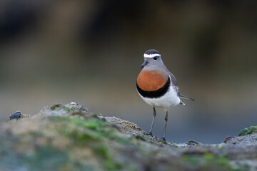 Rufous chested Dotterel, Charadrius modestus , at low tide, Peninsula Valdes, Unesco World Heritage Site, Chubut Province, Patagonia, Argentina.