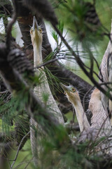 Whistling  Heron ,Syrigma sibilatrix , .Iberà Marshes, Corrientes Province, Argentina