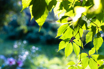 green leaves illuminated by sunset sun and blurred garden on background in summer evening twilight (focus on the leaves on foreground) - obrazy, fototapety, plakaty
