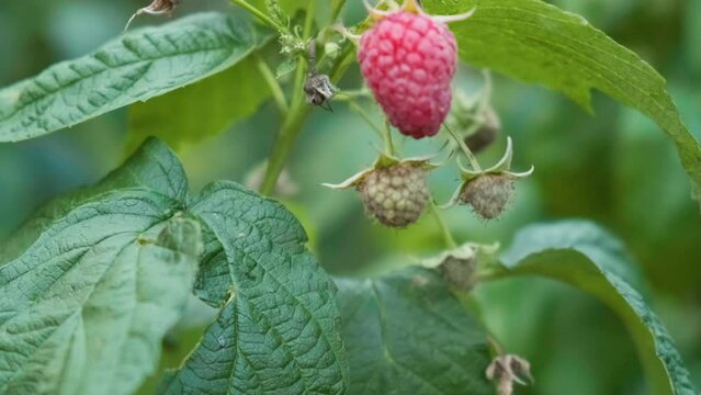 Fresh ripe raspberry growing in the garden ready for harvesting. Agriculture or gardening concept. Close up. 4k video