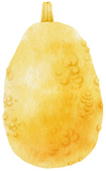winter squash vegetable watercolor illustration