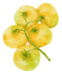 Branch of Yellow tomatoes watercolor style for Thanksgiving Decorative Element