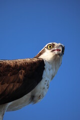 Osprey