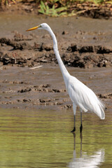 Great Egret (Ardea alba) standing in the water of Tortuguero, Costa Rica