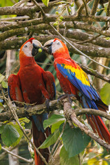 Couple of scarlet macaws (Ara macao) perching and eating on a branch in Playa Blanca near Puerto Jimenez, Osa peninsula, Costa Rica © jibz