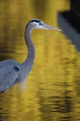 Great Blue Heron