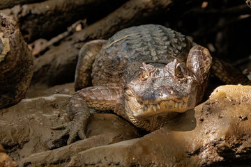 Alligator (Alligator mississippiensis) resting on Tortuguero's river's bank on a sunny day, Costa Rica