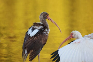 American White Ibis