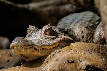 Alligator (Alligator mississippiensis) resting on Tortuguero's river's bank on a sunny day, Costa Rica