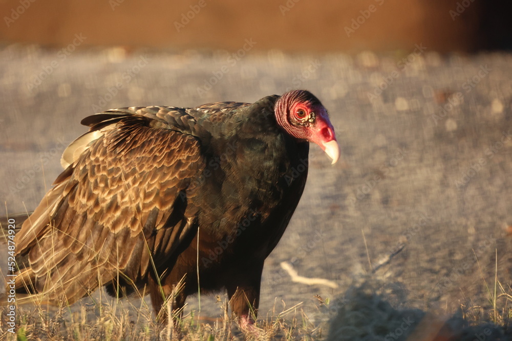 Poster Turkey Vulture