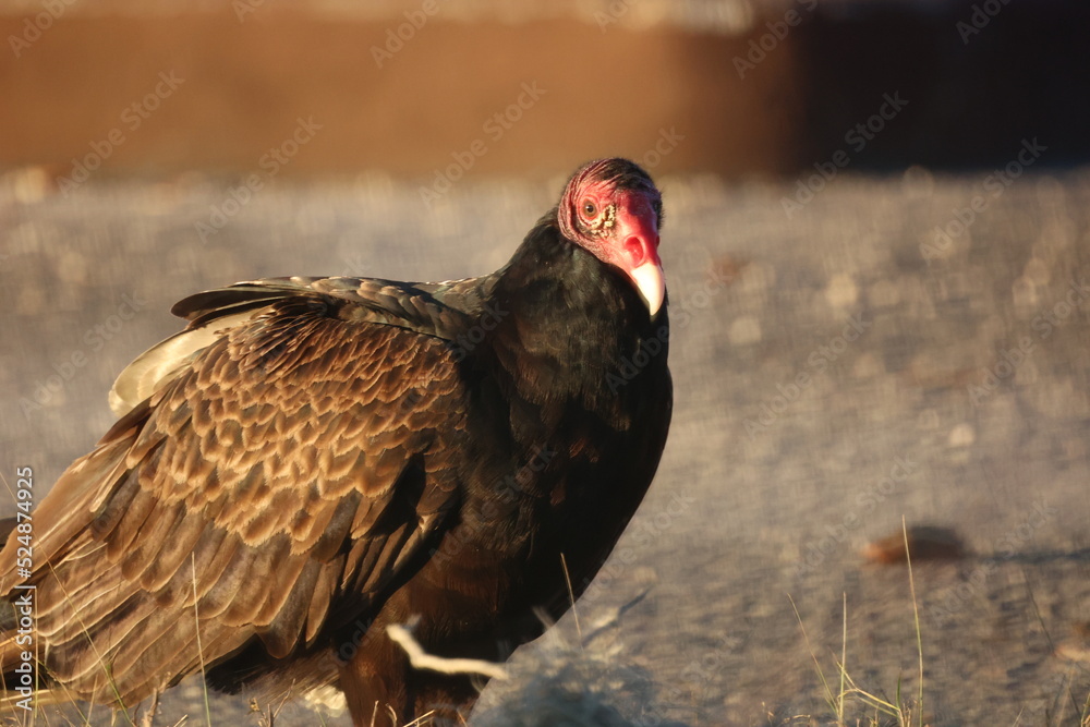 Sticker Turkey Vulture