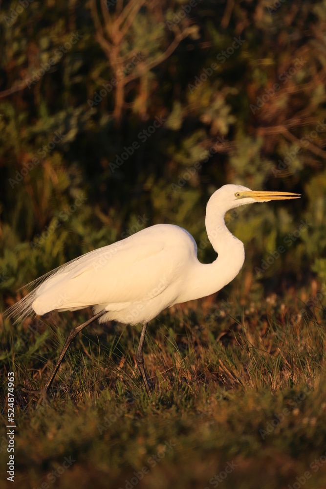 Poster Great White Egret