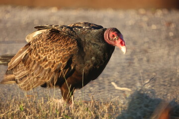 Turkey Vulture