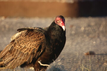 Turkey Vulture