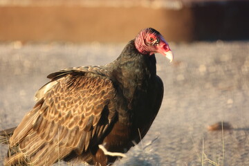 Turkey Vulture
