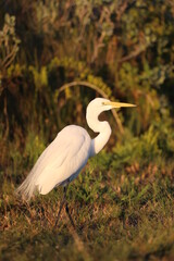Great White Egret