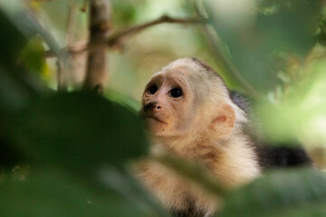 White-faced capuchin / White headed capuchin (Cebus imitator) close-up, Sierpe river near Corcovado...