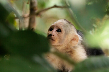 White-faced capuchin / White headed capuchin (Cebus imitator) close-up, Sierpe river near Corcovado national park, Osa peninsula, Costa Rica