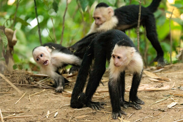 Group of white-faced capuchins / white headed capuchins (Cebus imitator) playing along Sierpe river, Osa peninsula, Costa Rica