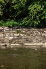 stream in the forest