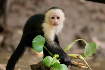 White-faced capuchin / White headed capuchin (Cebus imitator) on a branch along Sierpe river near Corcovado national park, Osa peninsula, Costa Rica