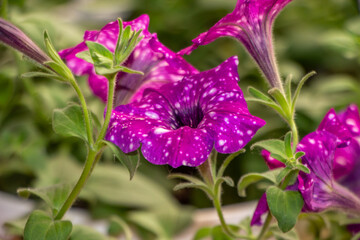 purple flowers in the garden