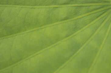 Green lotus leaf, background, green leaf texture