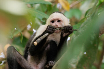 Funny white-faced capuchin / White headed capuchin (Cebus imitator) eading along Sierpe river near...