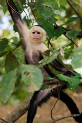 Funny white-faced capuchin / White headed capuchin (Cebus imitator) on a branch, Sierpe river near Corcovado national park, Osa peninsula, Costa Rica
