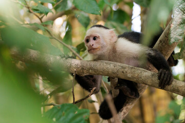 White-faced capuchin / White headed capuchin (Cebus imitator) on a branch along Sierpe river near Corcovado national park, Osa peninsula, Costa Rica