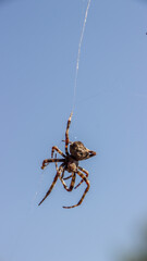 spider on a blue sky