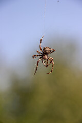 spider on the web