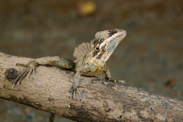 Sloughing common basilisk a.k.a Jesus-Christ lizard resting within the Tortuguero National Park mangrove, Costa Rica.