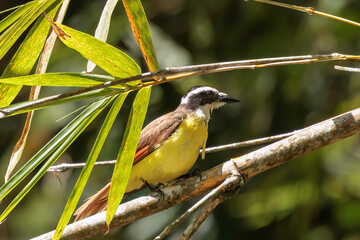Great kiskadee (Pitangus sulphuratus) perching on a branch in Curi Cancha reserve, Costa Rica