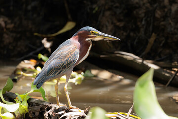 Green heron (Butorides virescens) perching on a branch on Tortuguero river's bank, Tortuguero National park, Costa Rica