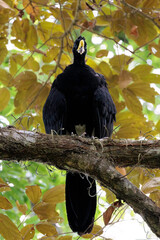 Male great curassow (Crax rubra) perching on a branch in Corcovado national park, Costa Rica