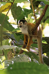 Central American Squirrel monkey (Saimiri oerstedii) perching on a branch in the rainforest, Corcovado national park Costa Rica